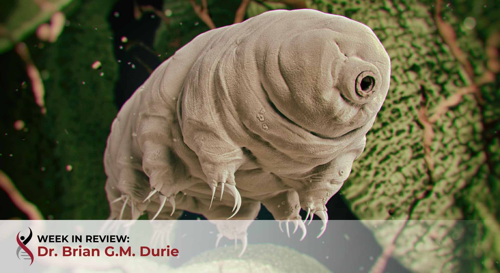 tardigrade
