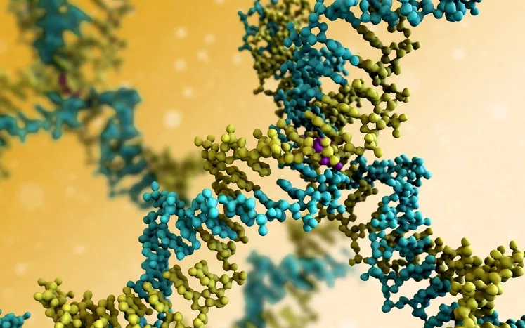 dna molecule