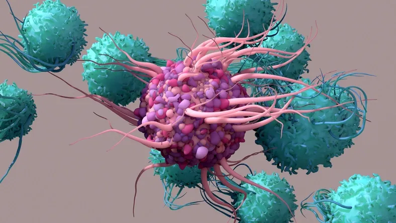 dentritic cells