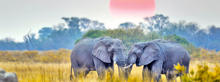 elephants in the wild