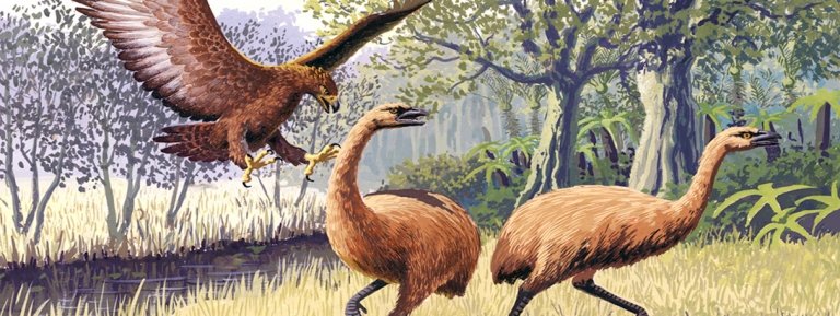 giant hass eagle and bush moa birds