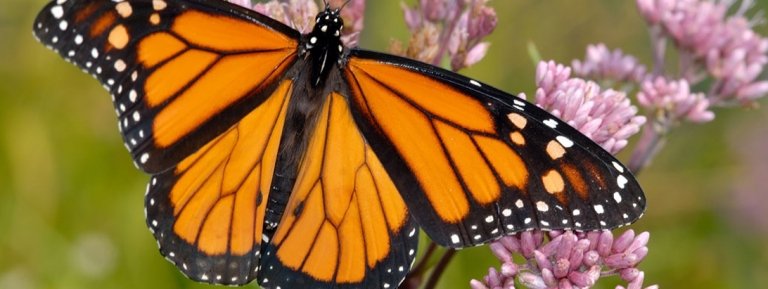 monarch butterflies