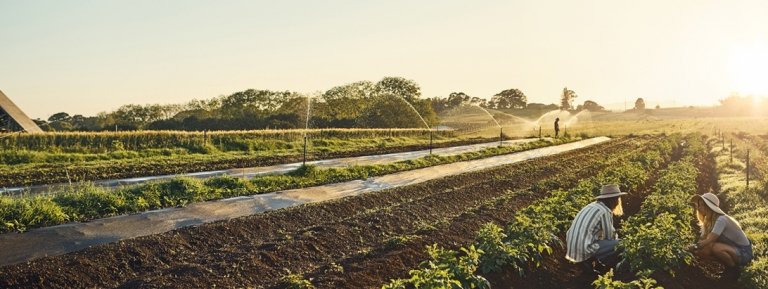 field of crops