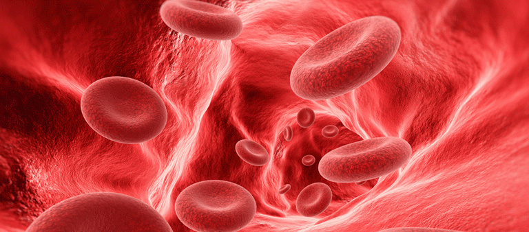 Red blood cells traveling in vein