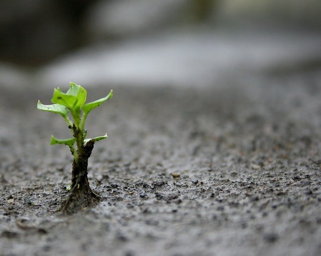 A Plant grows through a cement road