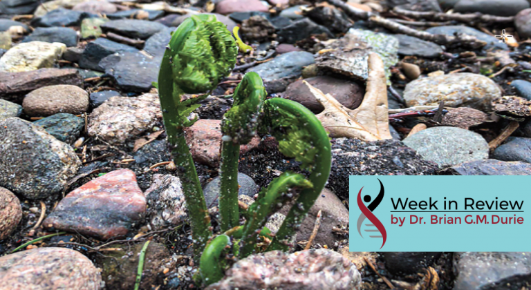 seedling sprouting in a stony creek bed